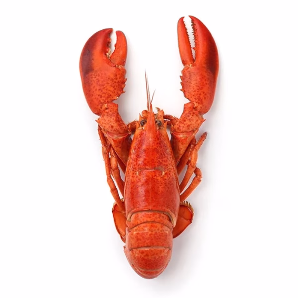 Whole Cornish Lobster